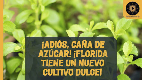 North American Ag Spotlight - Splenda Stevia Farms